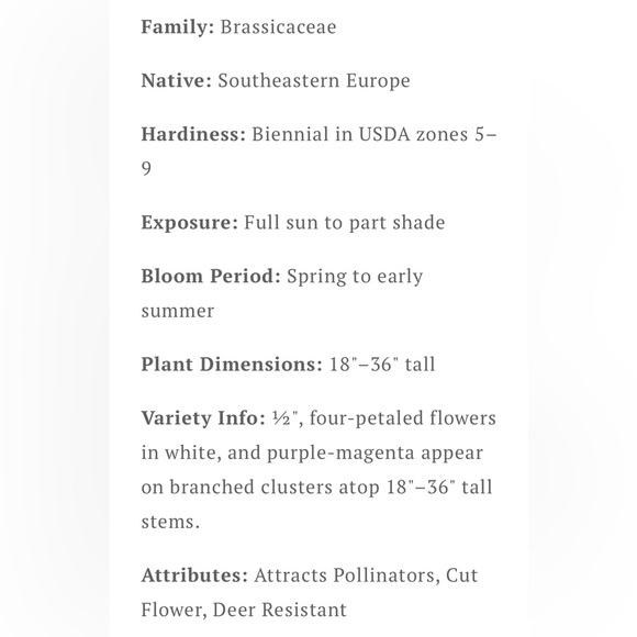 32 Money ‘Silver Dollar’ Luck Lunaria Plant Seeds, Non-GMO Heirloom🪷32 Seeds🪷 - Picture 6 of 14